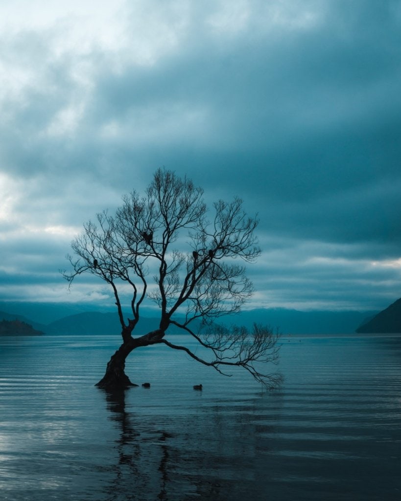 The Wanaka Tree & Lake Wanaka in New Zealand Destary